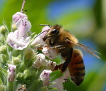 bee-flower